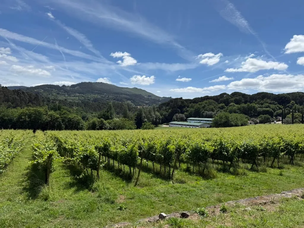 Rows of green grapevines on a sunny hillside with a winery building and mountains behind