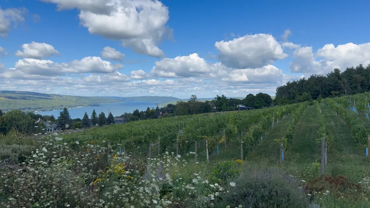 Vineyard rows and wildflowers on a hillside overlooking a lake