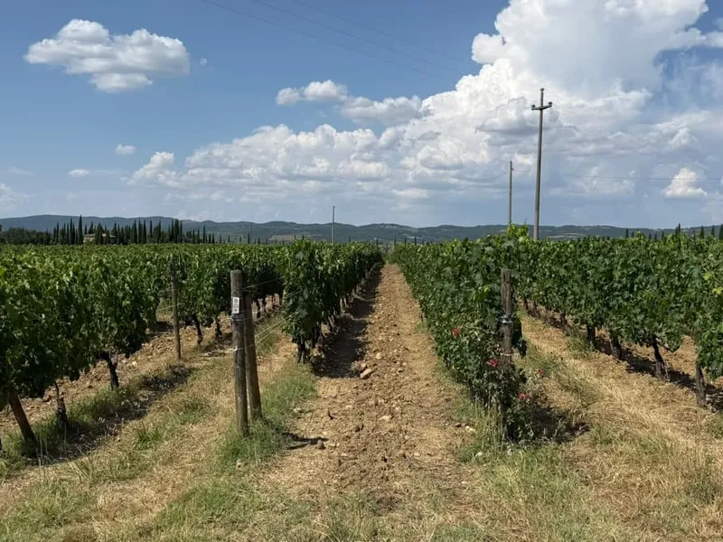 A dirt path between rows of grapevines under a blue sky with clouds
