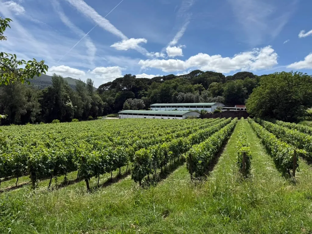 Green rows of grapevines leading toward a winery building under a blue sky